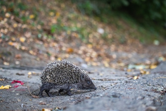 渴望复仇的 渴望复仇的